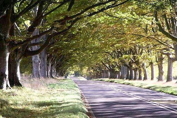 Picture, Photo, View of Badbury Rings, Dorset