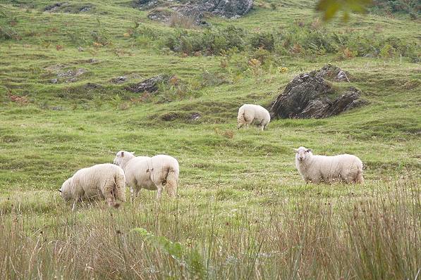 Picture, Photo, View of Castell y Bere, Gwynedd