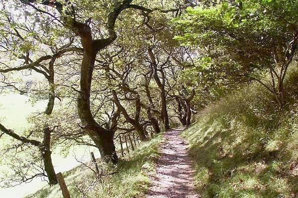 Picture, Photo, View of Castell y Bere, Gwynedd