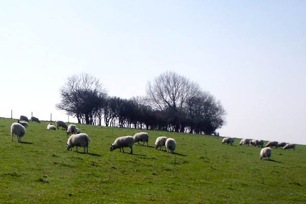 Picture, Photo, View of Fontmell, Dorset