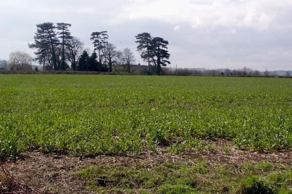 Picture, Photo, View of Pamphill, Dorset