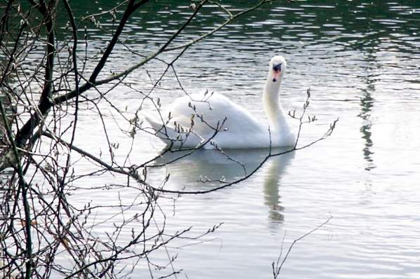 Picture, Photo, View of Pamphill, Dorset