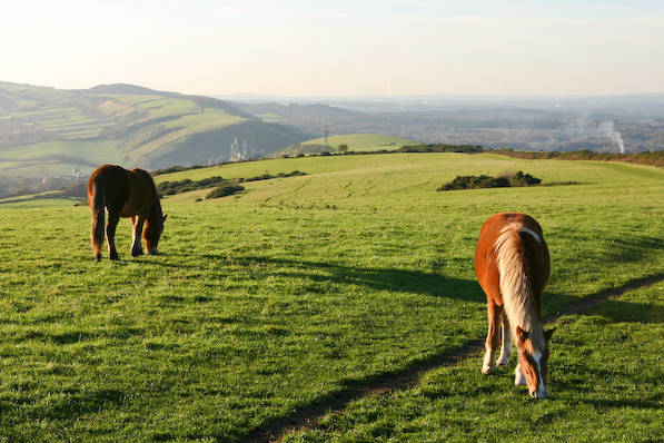Picture, Photo, View of Corfe Castle, Dorset