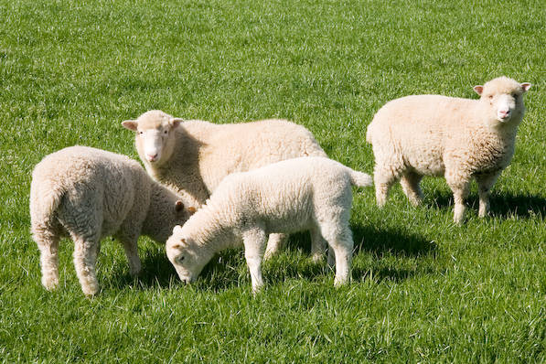 Picture, Photo, View of Corfe Castle, Dorset