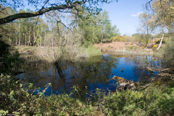 Picture, Photo, View of Corfe Castle, Dorset