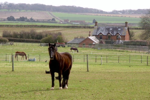 Picture, Photo, View of Gussage All Saints, Dorset