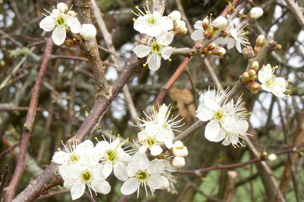 Picture, Photo, View of Gussage All Saints, Dorset
