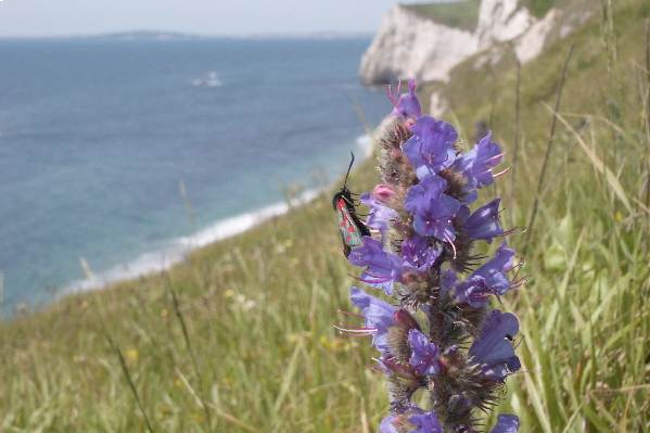 Picture, Photo, View of Lulworth, Dorset