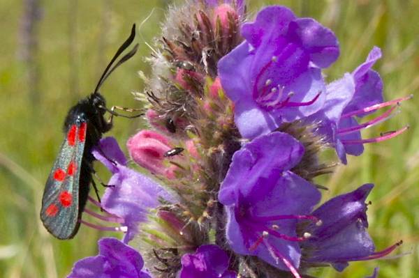 Picture, Photo, View of Lulworth, Dorset