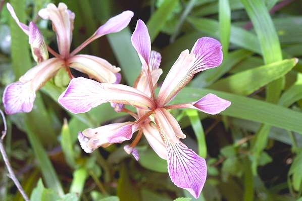 Picture, Photo, View of Osmington, Dorset