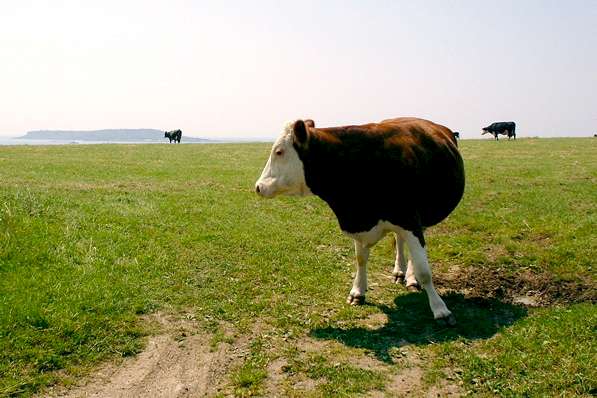 Picture, Photo, View of Osmington, Dorset