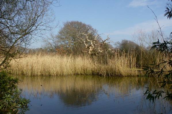 Picture, Photo, View of Upton Park, Dorset