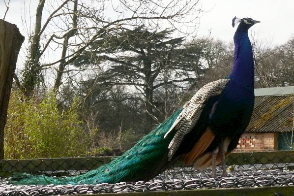 Picture, Photo, View of Upton Park, Dorset