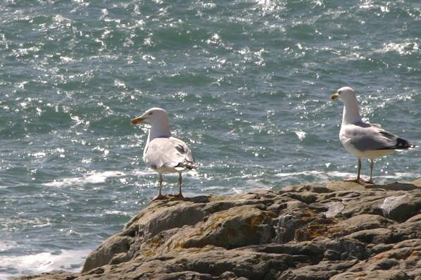 Picture, Photo, View of Durlston, Dorset
