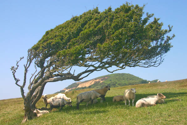 Picture, Photo, View of Seatown, Dorset