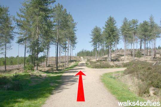 Walk direction photograph: 2 for walk Around Gore Heath, Lawson Clump, Dorset, South West England.