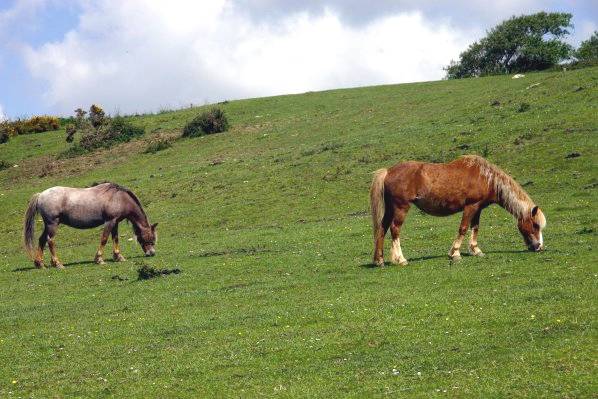 Picture, Photo, View of West Bexington, Dorset