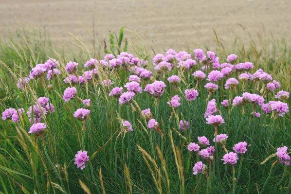 Picture, Photo, View of West Bexington, Dorset