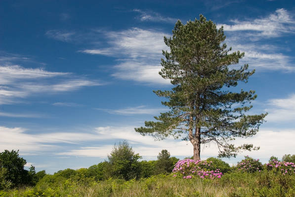 Picture, Photo, View of Hardy's Cottage, Dorset