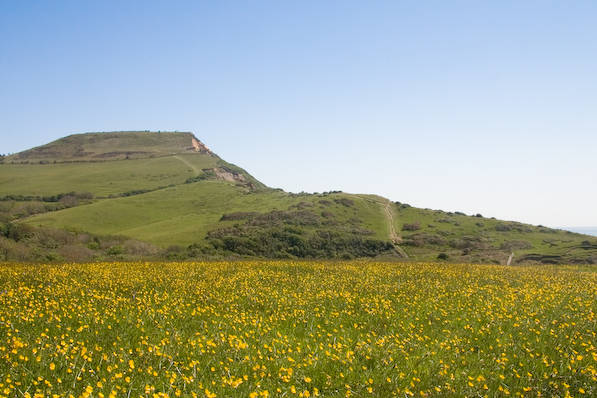 Picture, Photo, View of Stonebarrow Hill, Dorset
