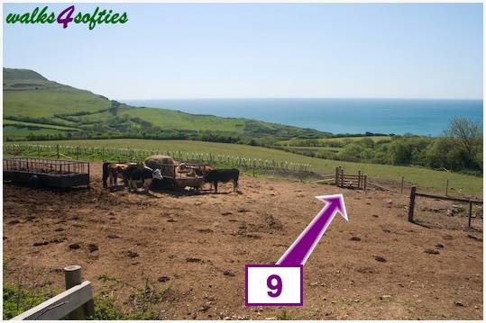 Walking direction photo: 9 for walk St Gabriel's and Cain's Folly, Stonebarrow Hill, Dorset, Jurassic Coast.