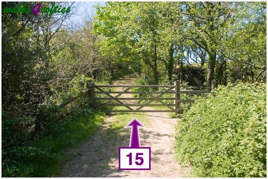 Walking direction photo: 15 for walk St Gabriel's and Cain's Folly, Stonebarrow Hill, Dorset, Jurassic Coast.
