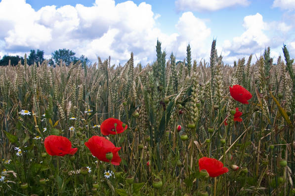 Picture, Photo, View of Tarrant Rushton, Dorset