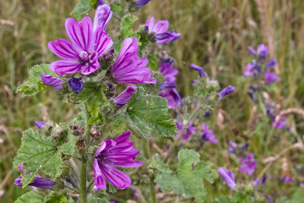 Picture, Photo, View of Tarrant Rushton, Dorset