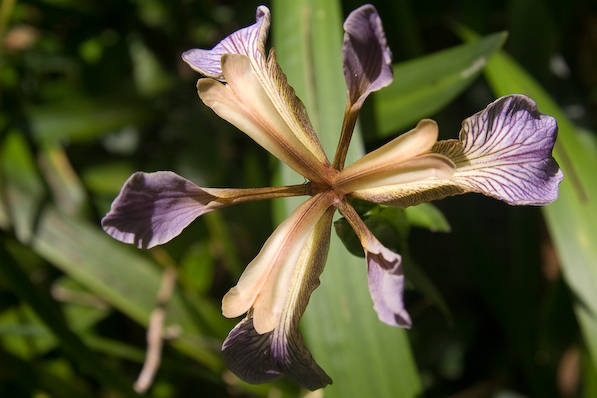 Picture, Photo, View of Kingston(Houns-tout), Dorset