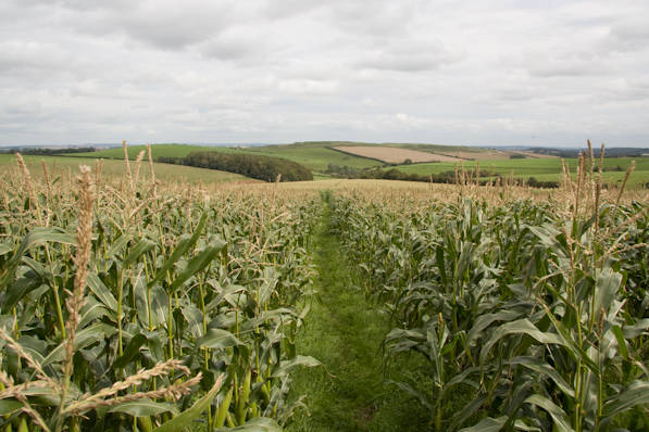 Picture, Photo, View of The Brewers Arms, Martinstown, Dorset