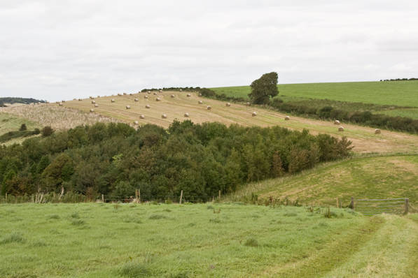 Picture, Photo, View of The Brewers Arms, Martinstown, Dorset