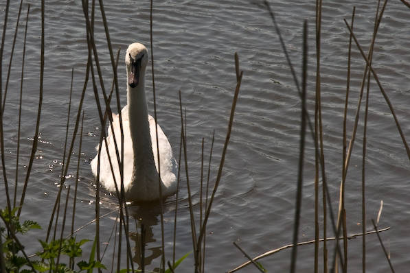 Picture, Photo, View of The Anchor @ Shapwick, Dorset