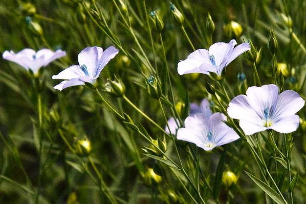 Picture, Photo, View of Farley Mount, Hampshire