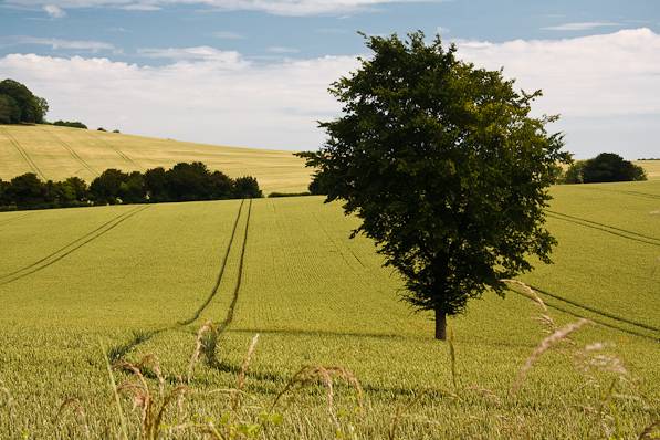 Picture, Photo, View of Farley Mount, Hampshire