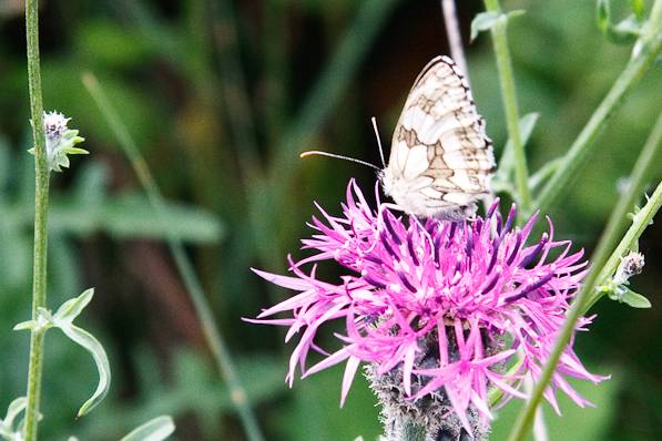 Picture, Photo, View of Farley Mount, Hampshire