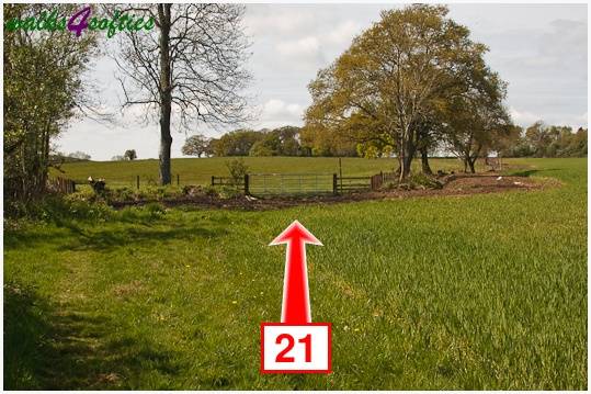 Walking direction photo: 21 for walk The Trailway, Fiddleford Manor, Dorset.