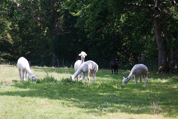 Picture, Photo, View of Lepe Country Park, Hampshire
