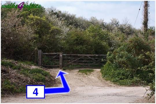 Walk direction photograph: 4 for walk The Obelisk and Agglestone Rock, Studland, Dorset, South West England.