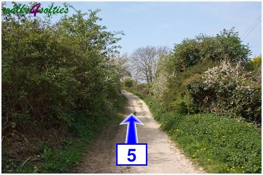 Walking direction photo: 5 for walk The Obelisk and Agglestone Rock, Studland, Dorset.