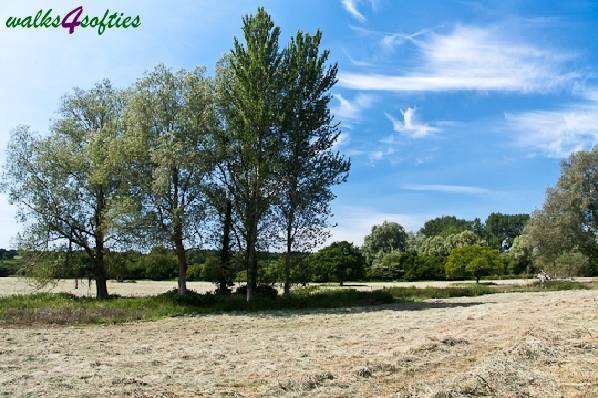 Picture, Photo, View of Bere Regis, Dorset