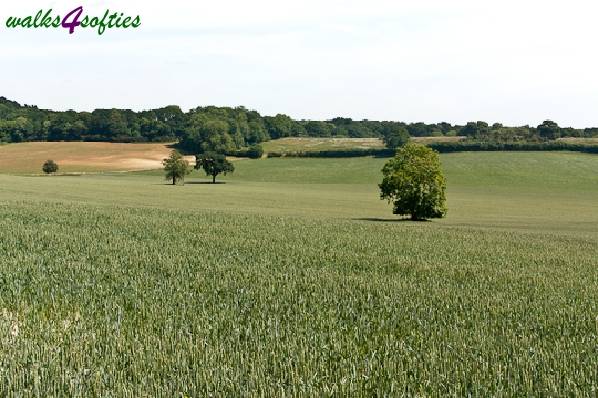 Picture, Photo, View of Bere Regis, Dorset