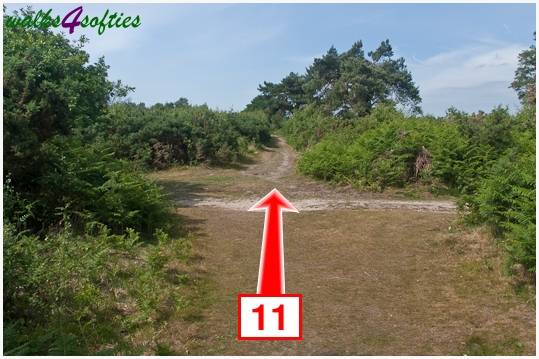 Walking direction photo: 11 for walk Turners Puddle and Kite Hill, Bere Regis, Dorset.