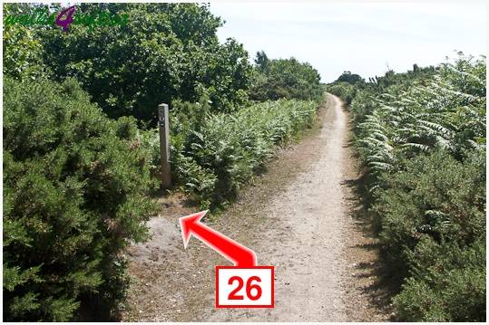 Walk direction photograph: 26 for walk Turners Puddle and Kite Hill, Bere Regis, Dorset, South West England.