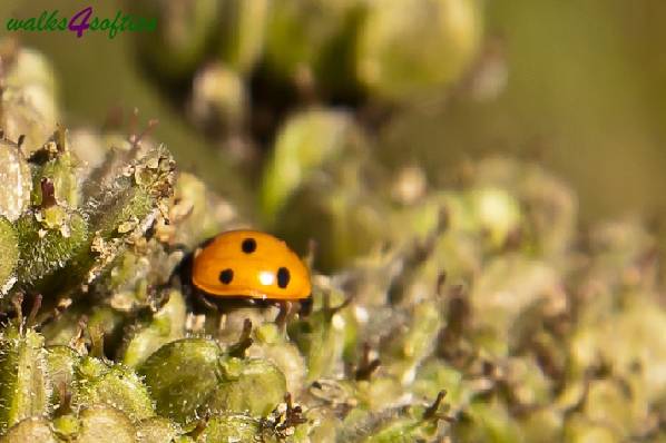 Picture, Photo, View of Tolpuddle, Dorset