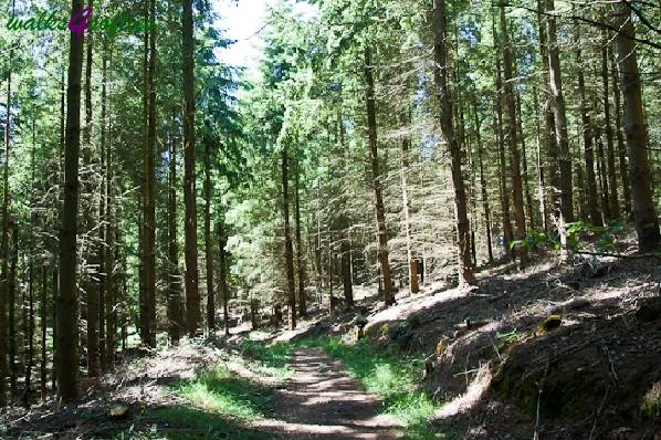 Picture, Photo, View of Tolpuddle, Dorset