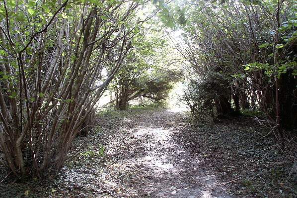 Picture, Photo, View of Studland, Dorset