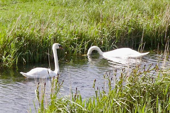 Picture, Photo, View of Wareham, Dorset