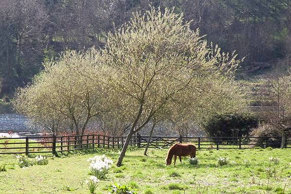 Picture, Photo, View of Milton Abbas, Dorset