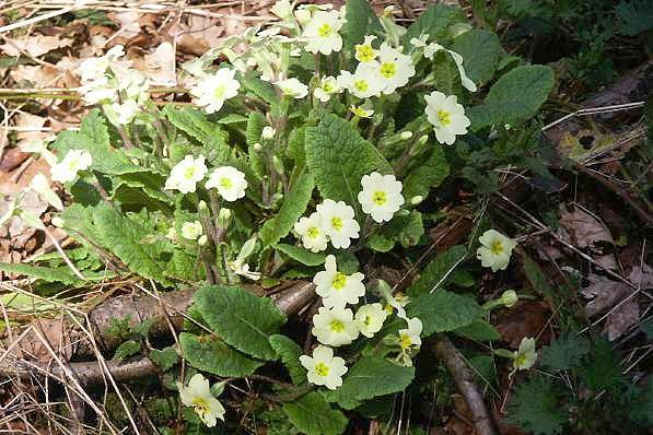 Picture, Photo, View of Milton Abbas, Dorset