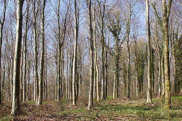 Picture, Photo, View of Milton Abbas, Dorset
